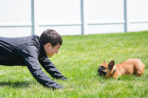 French Bulldogs